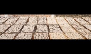 WhatsApp Image 2026-04-03 at 08.17.51 (1)